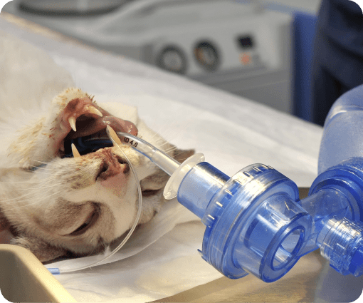 pet emergency treatment image