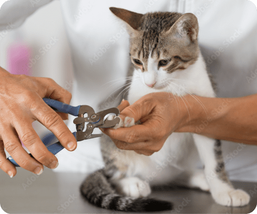 pet grooming image
