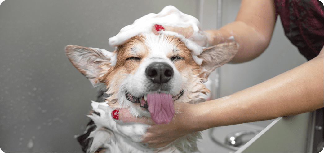 pet grooming image