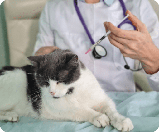 pet treatment image