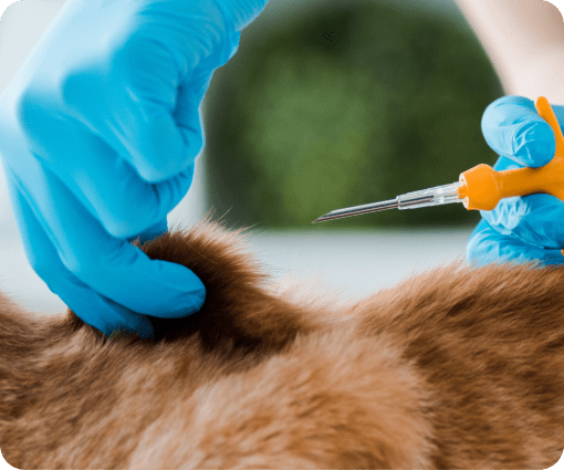 pet microchipping image