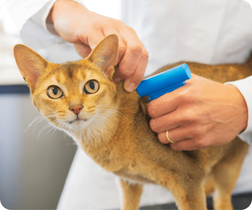 pet microchipping image
