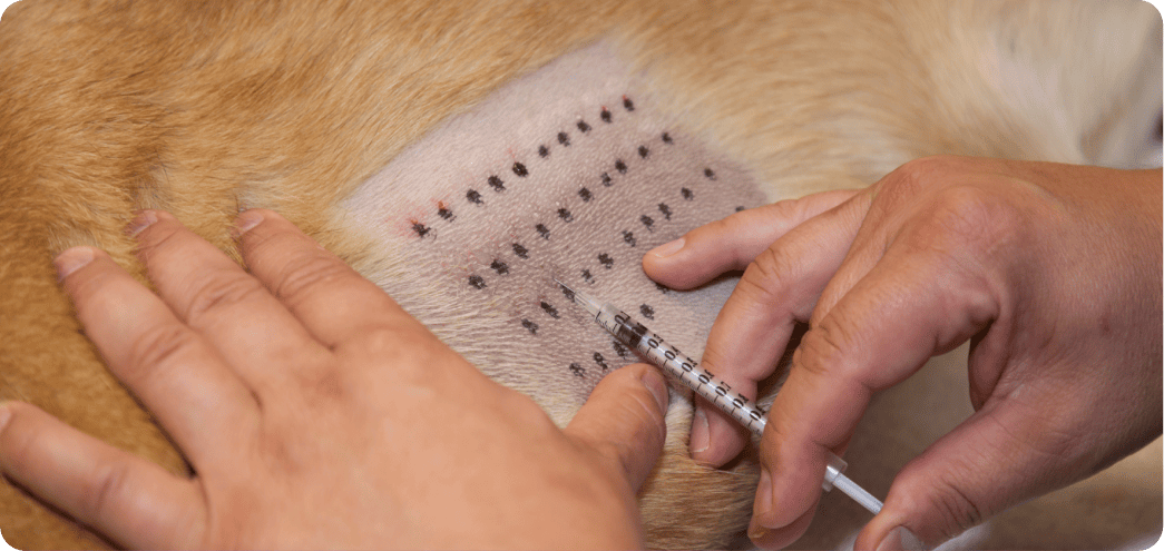 pet allergy testing image