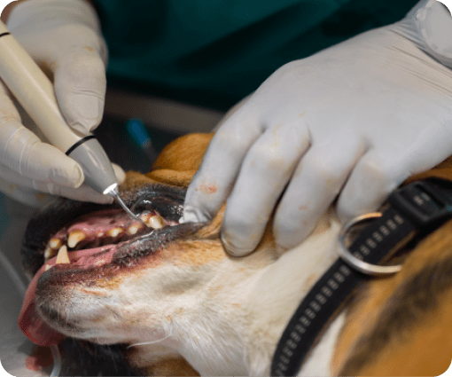 pet periodontal disease image