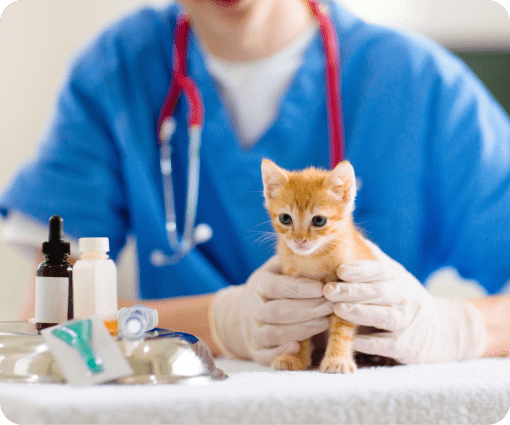 puppy and kitty care image