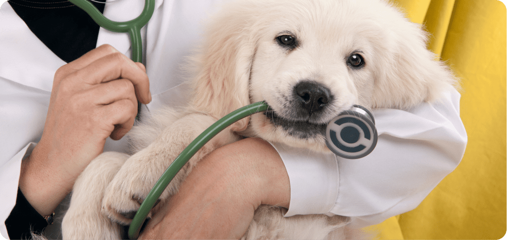 puppy and kitty care image