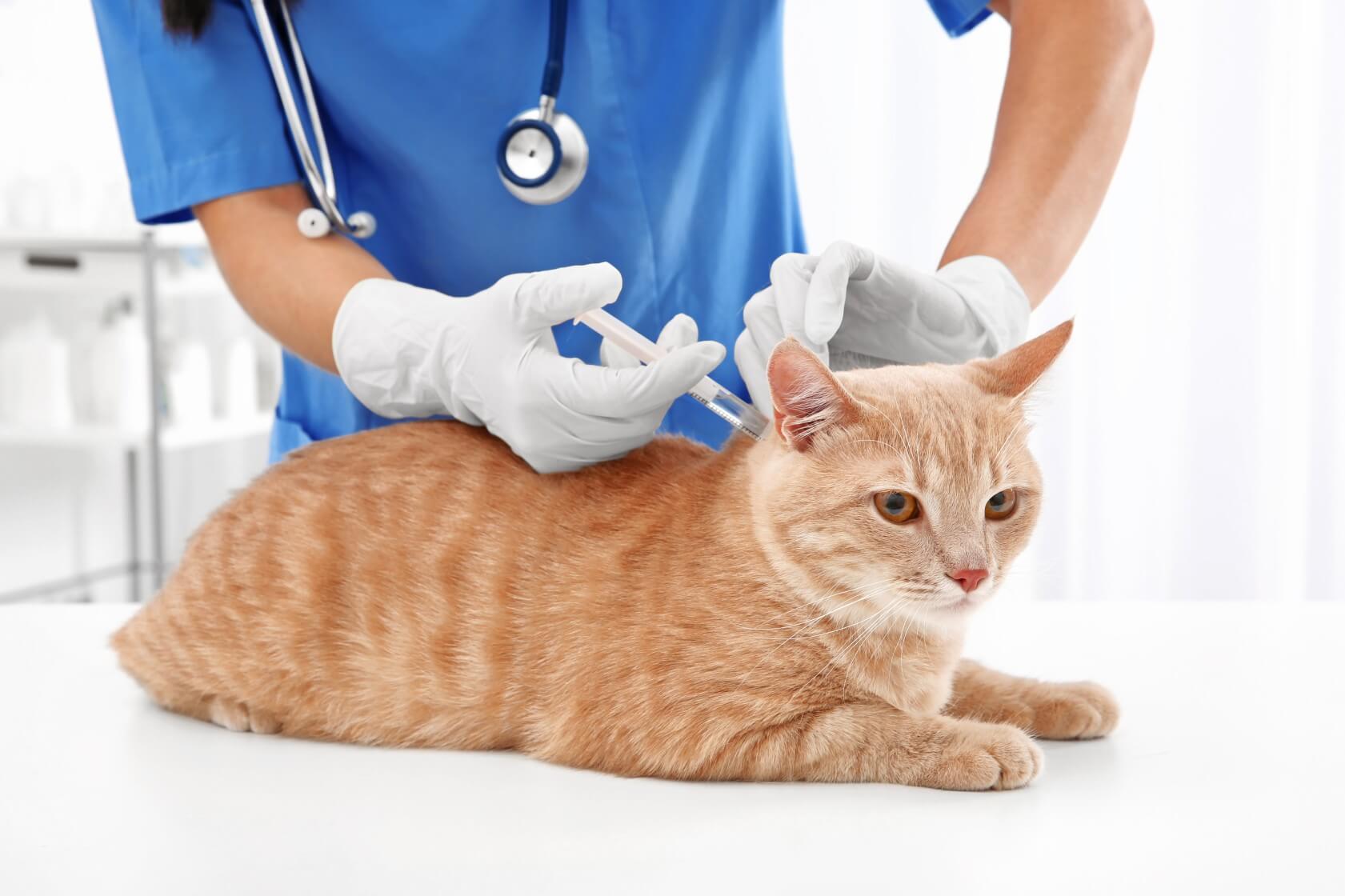 pet vaccination image