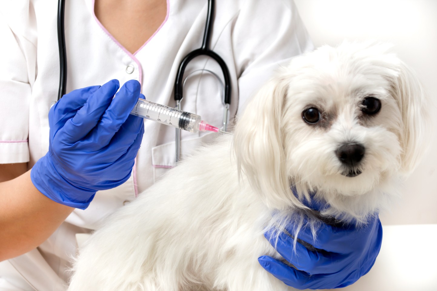 pet vaccination image